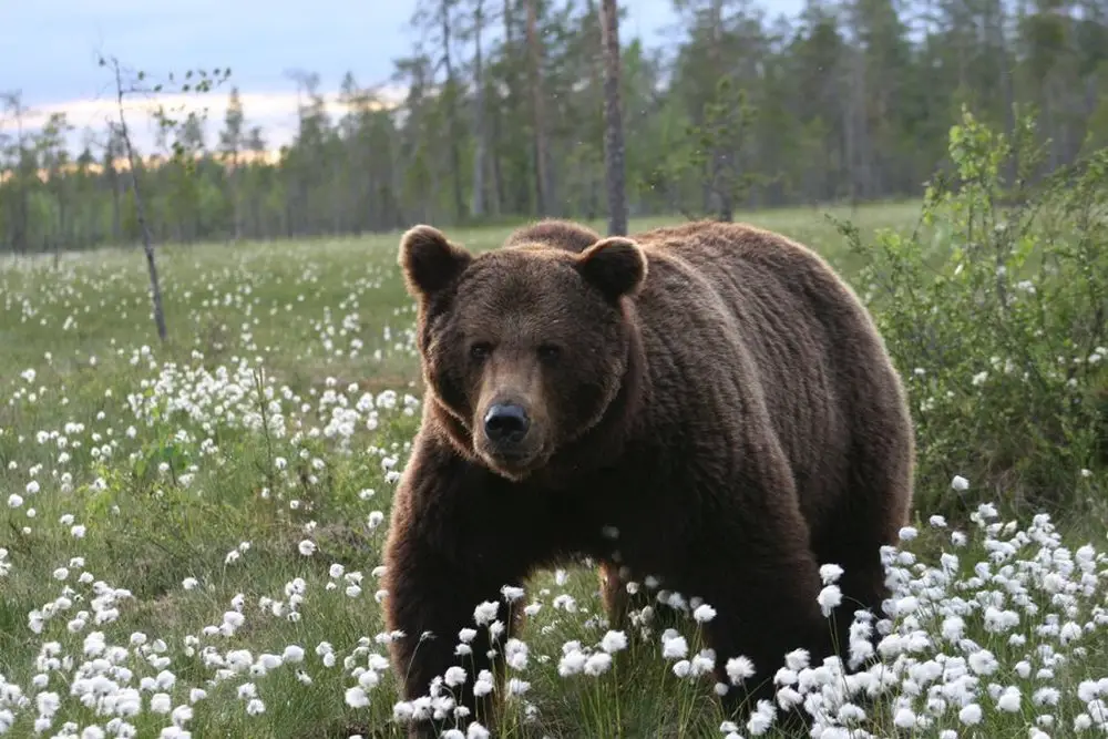 Kalevala bear