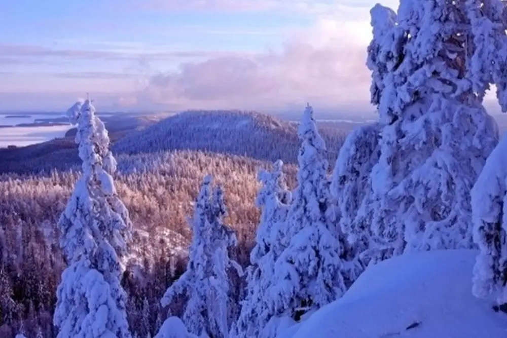 2000156. Hill Mäkrä_preview