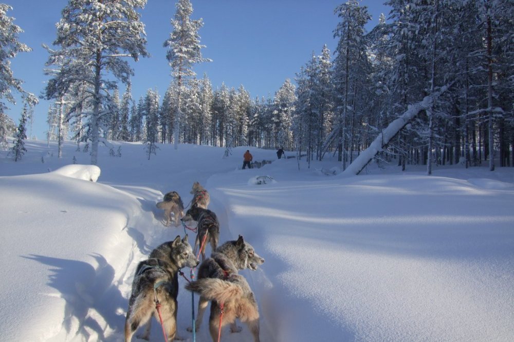 Snowy dogs